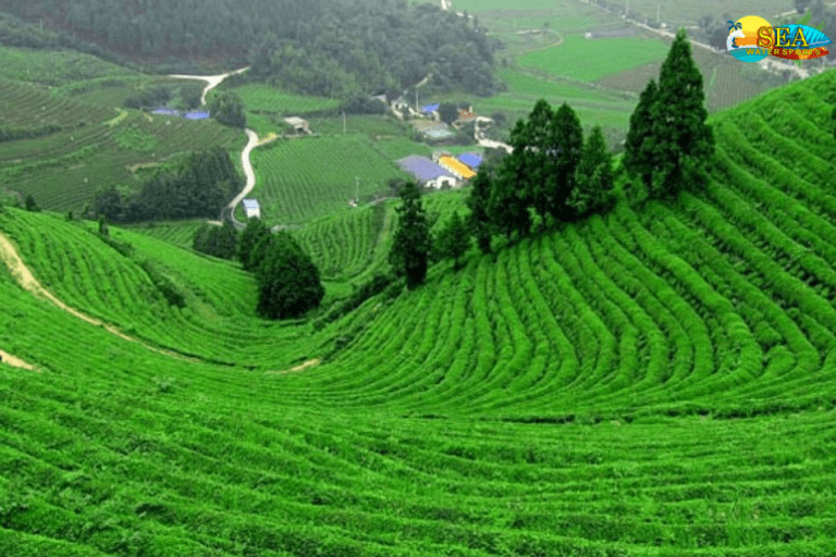 coonoor
