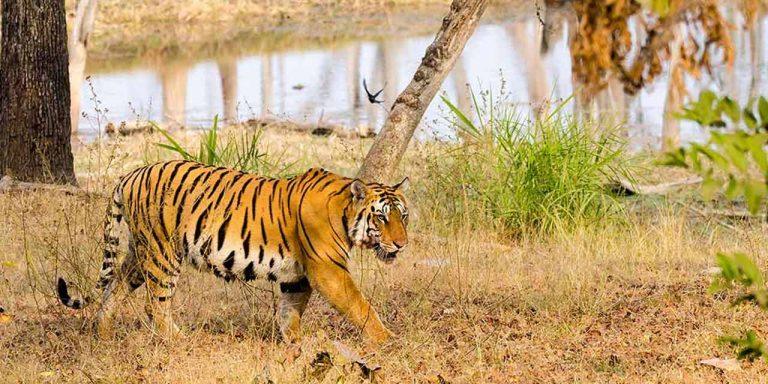 pench-national-park-nagpur-tourism-entry-fee-timings-holidays-reviews-header